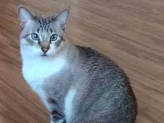 Gato ra a Sem raça idade 4 anos nome Felino
