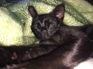 Gato raça Vira-lata idade 7 a 11 meses nome Cruel