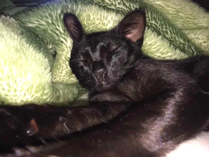 Gato ra a Vira-lata idade 7 a 11 meses nome Cruel