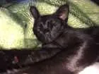 Gato raça Vira-lata idade 7 a 11 meses nome Cruel