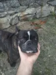 Pipoca