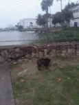 Pipoca