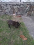 Pipoca