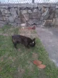 Pipoca