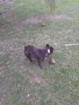 Pipoca