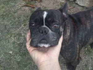Cachorro raça Bulldog francês  idade 1 ano nome Pipoca