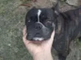 Pipoca