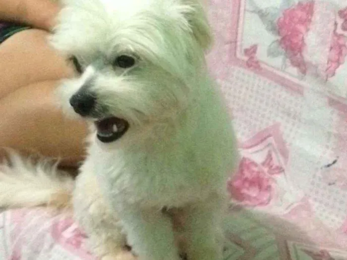 Cachorro ra a Shitzu com Maltês  idade 2 anos nome Fredy