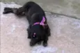 Manuela