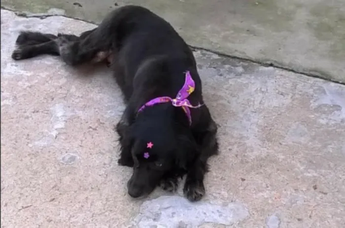 Cachorro ra a cocker idade 6 ou mais anos nome Manuela