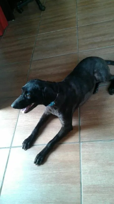 Cachorro ra a cocker idade 6 ou mais anos nome Manuela