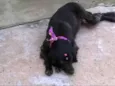 Manuela