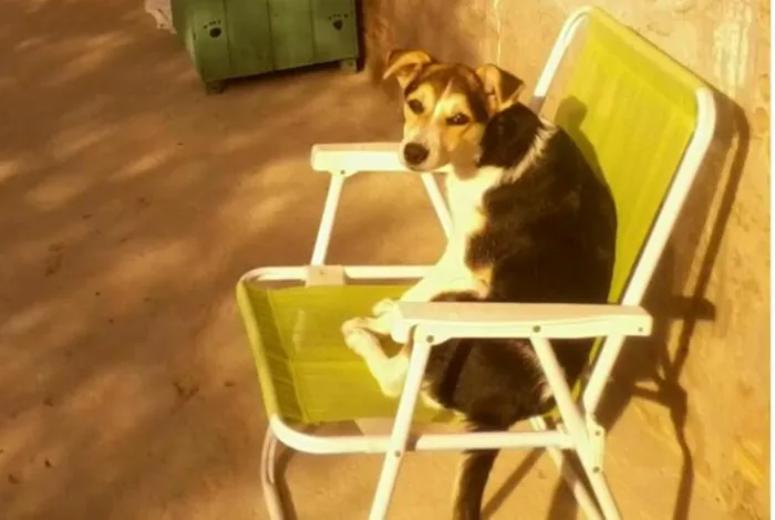 Cachorro ra a Beagle com fox idade 5 anos nome Laika