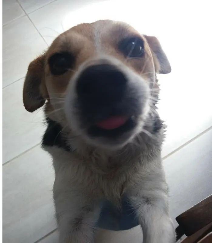 Cachorro ra a Beagle com fox idade 5 anos nome Laika