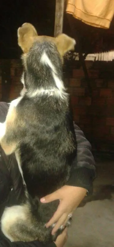 Cachorro ra a Beagle com fox idade 5 anos nome Laika