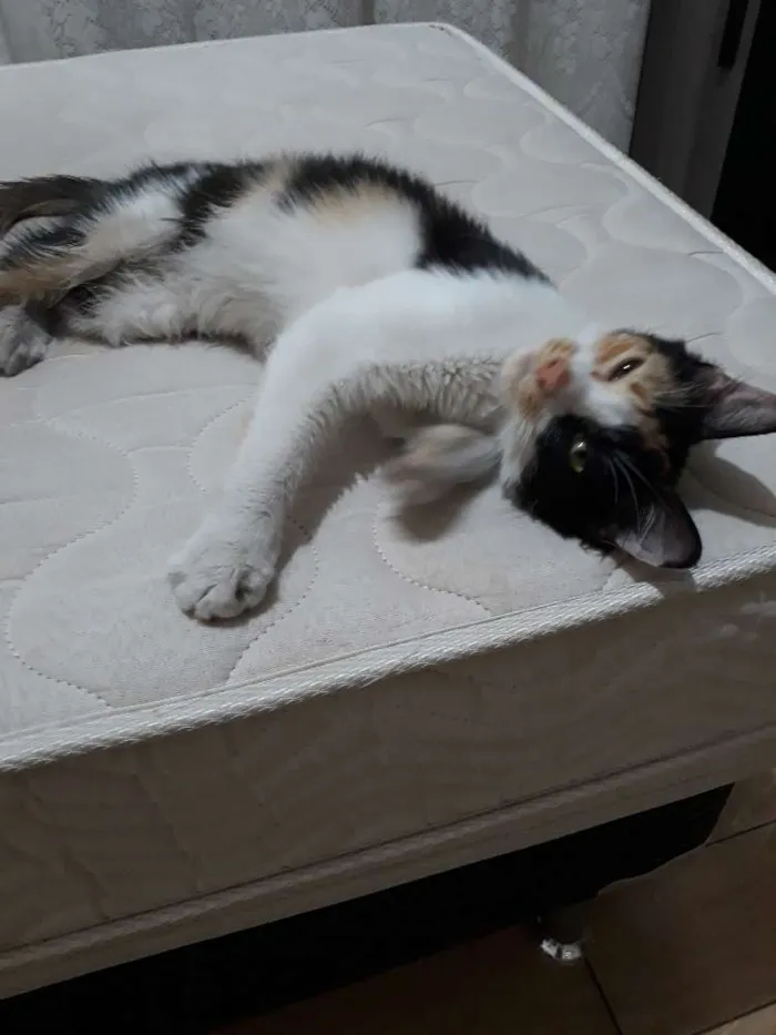 Gato raça Viralata idade 2 a 6 meses nome Sem nome