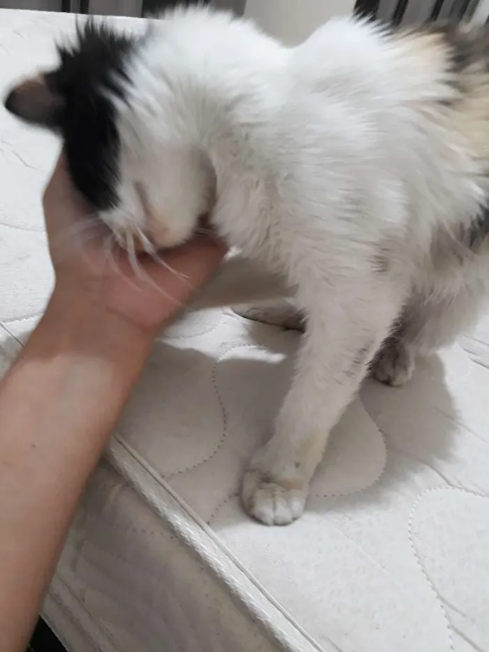 Gato raça Viralata idade 2 a 6 meses nome Sem nome