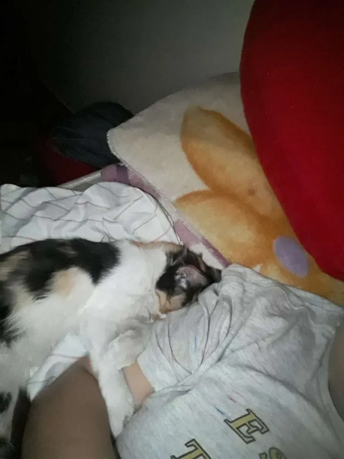 Gato raça Viralata idade 2 a 6 meses nome Sem nome