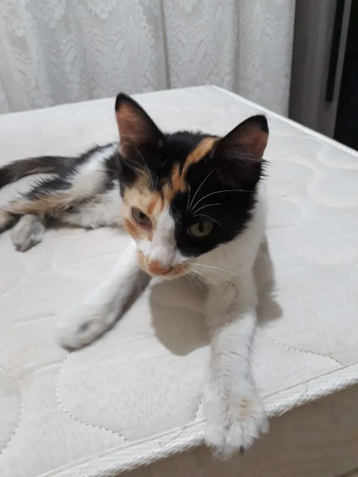 Gato raça Viralata idade 2 a 6 meses nome Sem nome