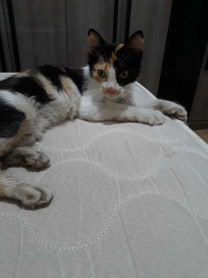 Gato raça Viralata idade 2 a 6 meses nome Sem nome