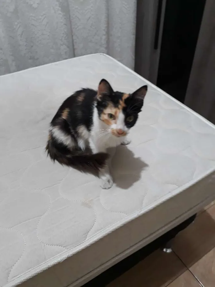 Gato raça Viralata idade 2 a 6 meses nome Sem nome