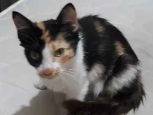 Gato raça Viralata idade 2 a 6 meses nome Sem nome