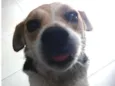 Laika