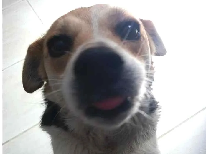Cachorro ra a Beagle com fox idade 5 anos nome Laika