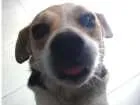 Cachorro raça Beagle com fox idade 5 anos nome Laika