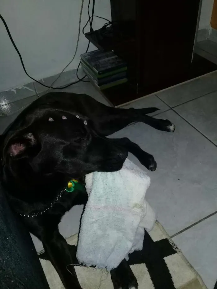 Cachorro ra a  idade 5 anos nome Não sei o nome