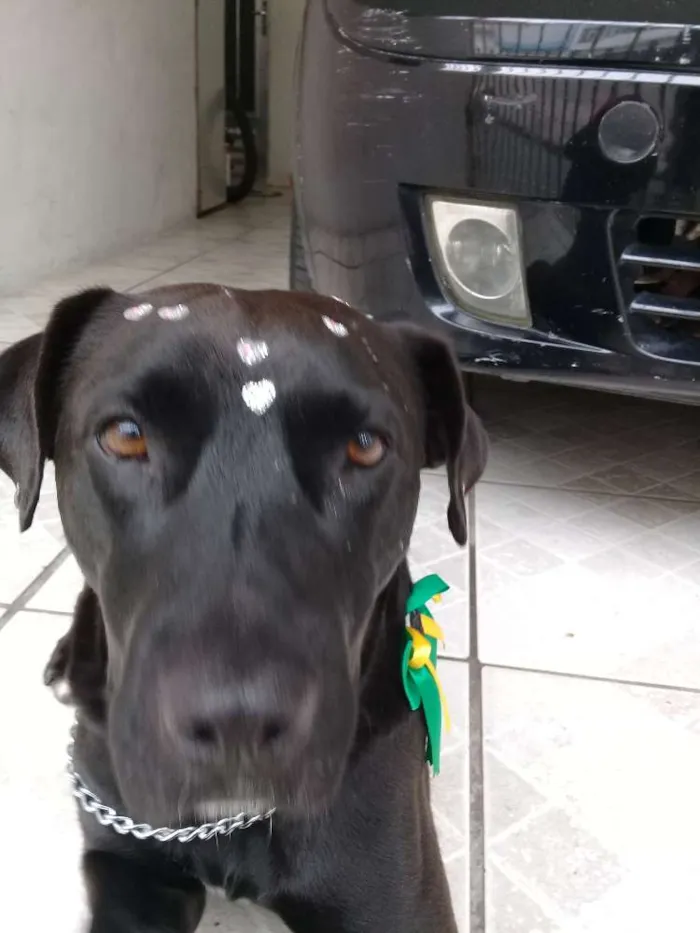 Cachorro ra a  idade 5 anos nome Não sei o nome