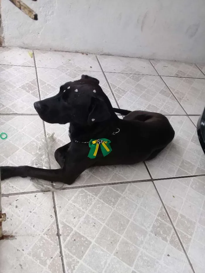 Cachorro ra a  idade 5 anos nome Não sei o nome