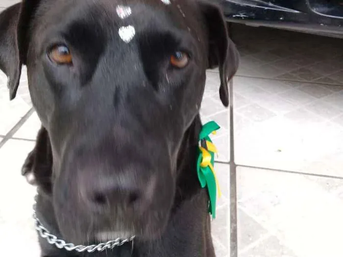 Cachorro ra a  idade 5 anos nome Não sei o nome