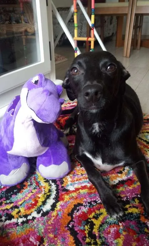 Cachorro ra a SRD idade 1 ano nome Lilly GRATIFICA