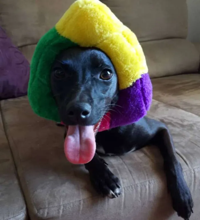 Cachorro ra a SRD idade 1 ano nome Lilly GRATIFICA