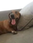 Pimenta