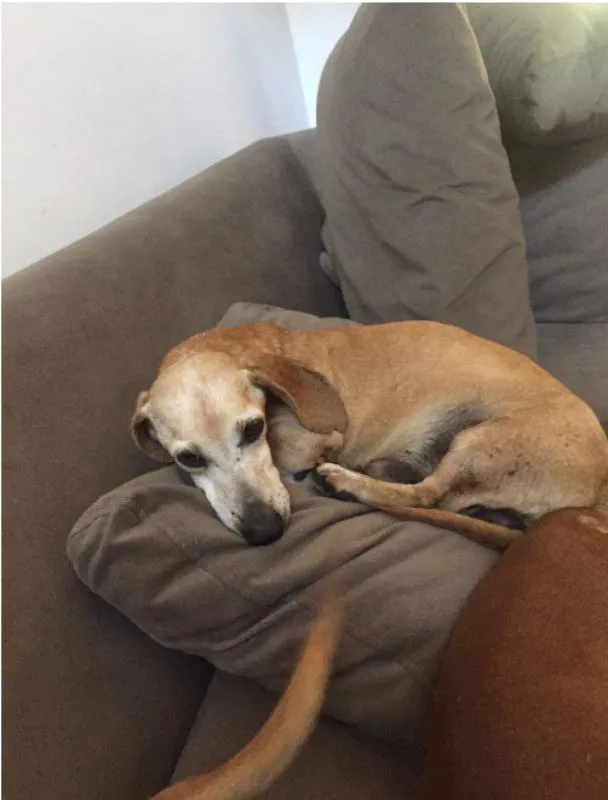 Cachorro ra a dachshund (linguicinha) idade 6 ou mais anos nome Dunga/Cebolinha