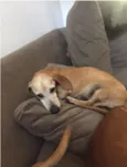Dunga/Cebolinha