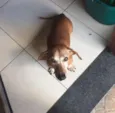 Dunga/Cebolinha