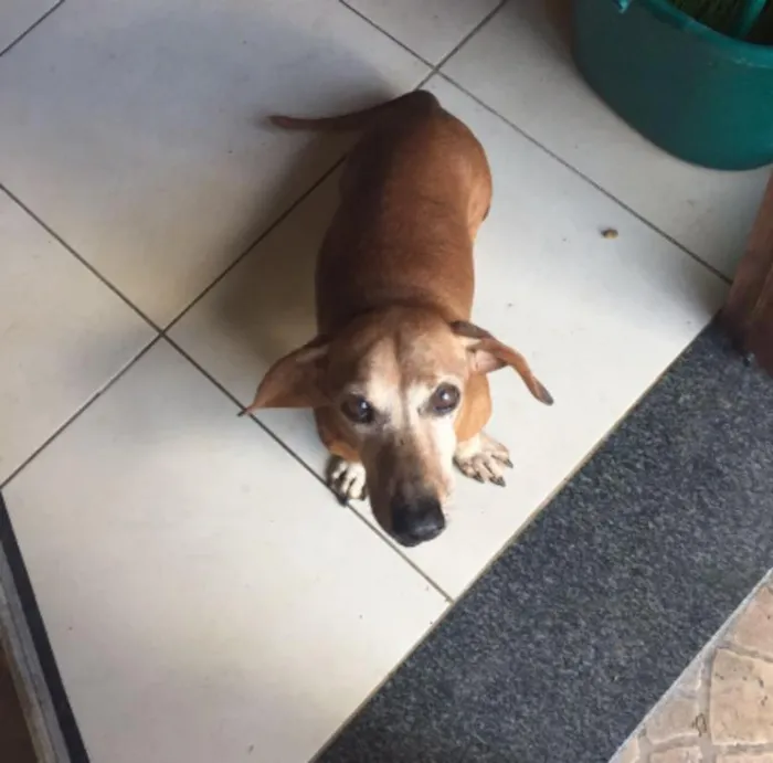 Cachorro ra a dachshund (linguicinha) idade 6 ou mais anos nome Dunga/Cebolinha