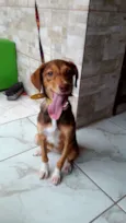 Pequena Clarice.