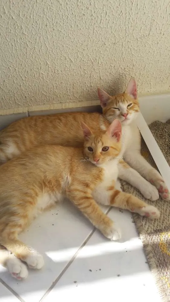 Gato ra a sem raça idade 2 a 6 meses nome sem nome