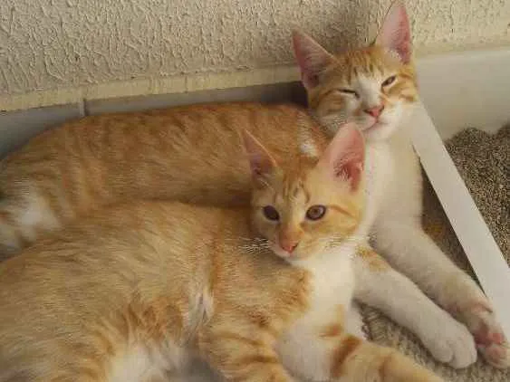 Gato ra a sem raça idade 2 a 6 meses nome sem nome