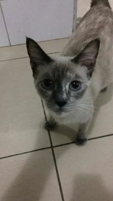 Gato ra a  idade 1 ano nome Sophie e Francis