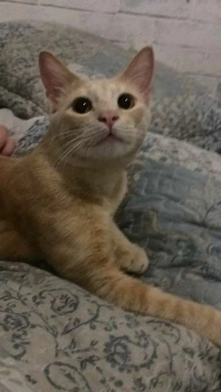 Gato ra a  idade 1 ano nome Sophie e Francis
