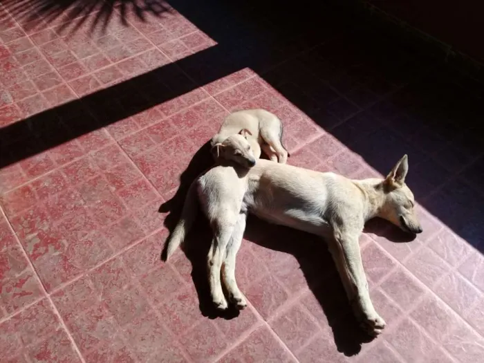 Cachorro ra a  idade 3 anos nome tarzan