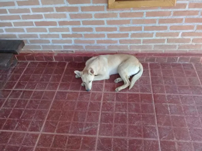 Cachorro ra a  idade 3 anos nome tarzan