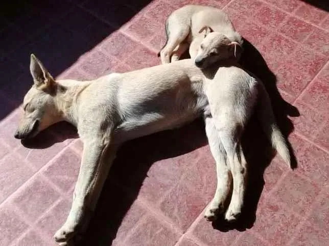 Cachorro ra a  idade 3 anos nome tarzan