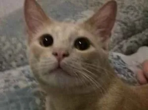 Gato raça  idade 1 ano nome Sophie e Francis