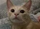 Gato raça  idade 1 ano nome Sophie e Francis